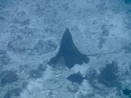 Eagle Ray IMG 9237